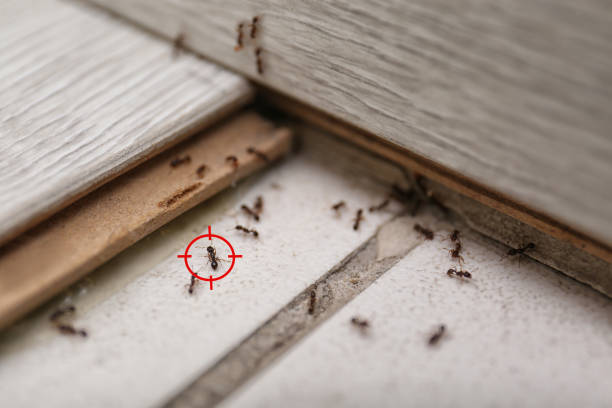Wildlife Control Services in Claxton, GA