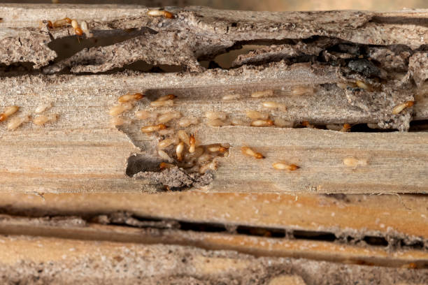 Best Termite Control Services  in Claxton, GA