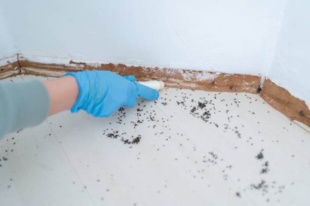 Best Local Pest Control Services  in Claxton, GA